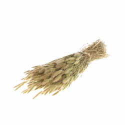 POLYPOGON ΦΥΣΙΚΟ