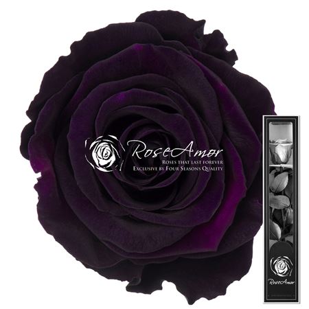 _3_0_30cm_stem_pur01