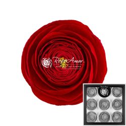 Ranunculus Red 99