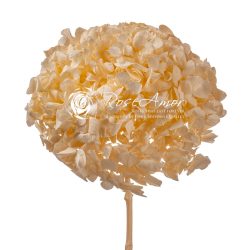 Hydrangea Champagne 99
