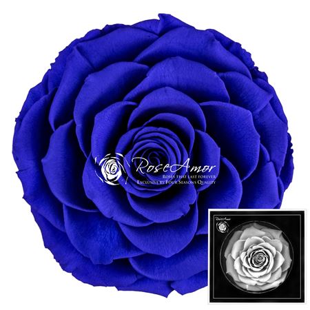 _b_o_bonita_blu03
