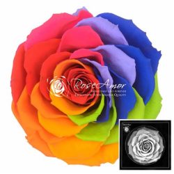 Bonita Rainbow Red 02