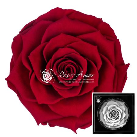 _b_o_bonita_red01