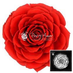 Bonita Red 02