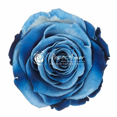 _l_p_lplus_blu05
