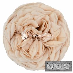 Kabukyza Champagne01