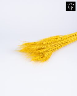 ΣΤΑΧΥ ΚΙΤΡΙΝΟ