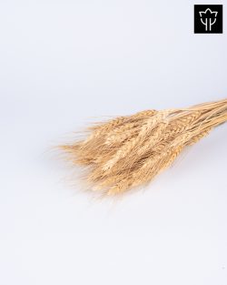 ΣΤΑΧΥ ΦΥΣΙΚΟ