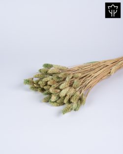 PHALARIS ΑΠΑΛΟ ΠΡΑΣΙΝΟ