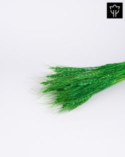 ΣΤΑΧΥ ΠΡΑΣΙΝΟ