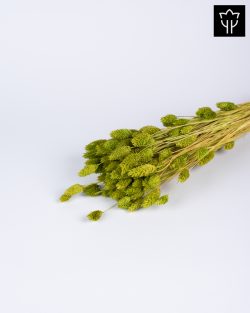 PHALARIS ΠΡΑΣΙΝΟ