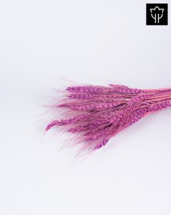 ΣΤΑΧΥ ΑΠΑΛΟ ΜΩΒ