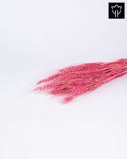 ΣΤΑΧΥ ΣΚΟΥΡΟ ΡΟΖ