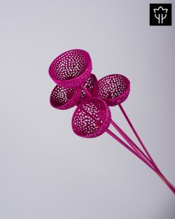 BELL CUP ΦΟΥΞ 5τμχ