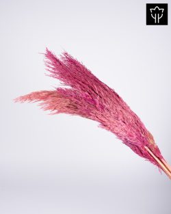 PAMPASGRASS ΡΟΖ 5τμχ