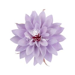 Dalia Violet 03