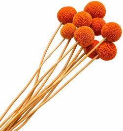 CRASPEDIA ORANGE