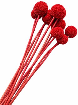 CRASPEDIA RED