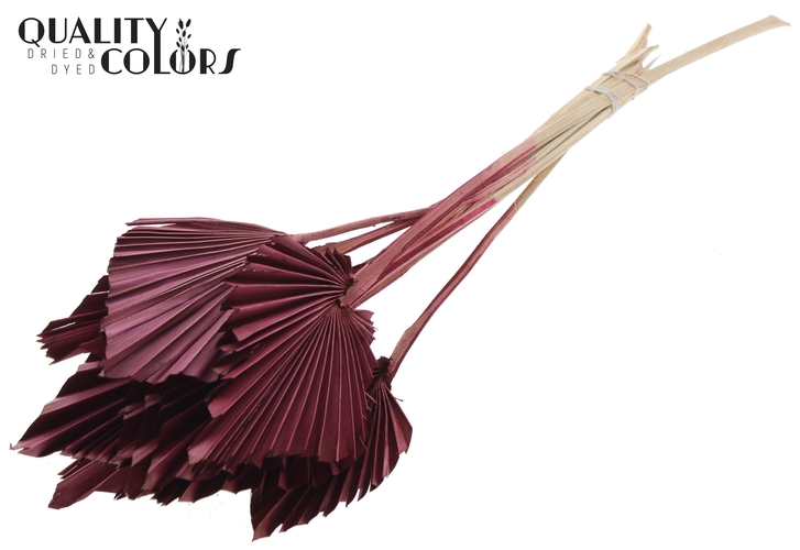 palm burgundi