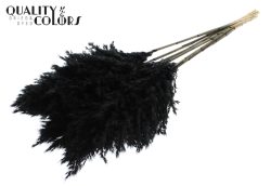 Pampas Grass 70cm Black