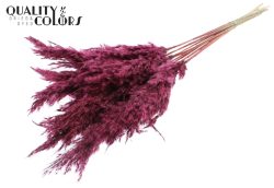 Pampas Grass 70cm Burgundy